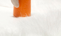 LAPIN CAROTTE