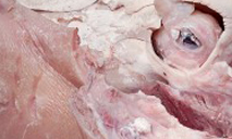 TÃŠTE DE VEAU
