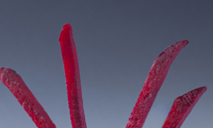 GLACE PUNK